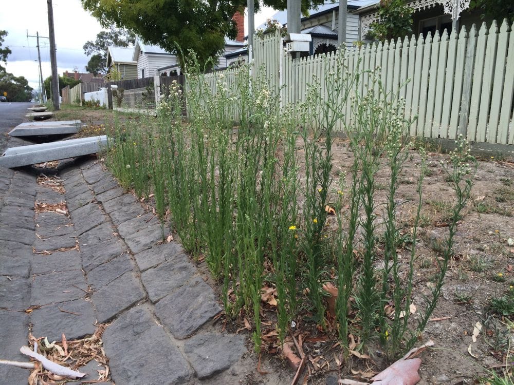 Hawkesbury Farmers Battle Glyphosate-Resistant Fleabane working on it