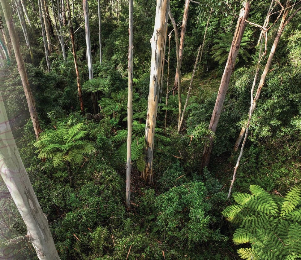 Celebrating Wollemi National Park History and Nature