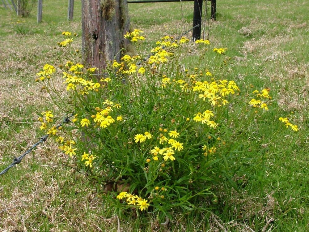 Fireweed Poses Growing Threat to NSW Pastures