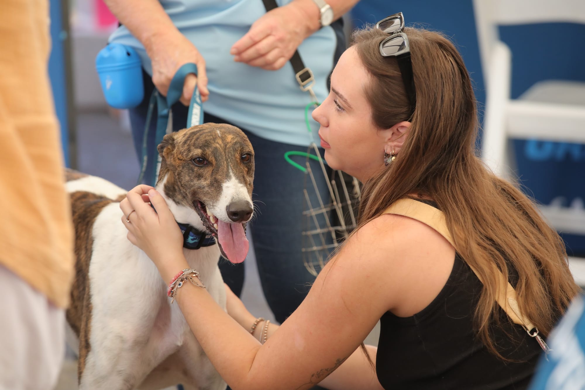 Londonderry Dogs 4 You