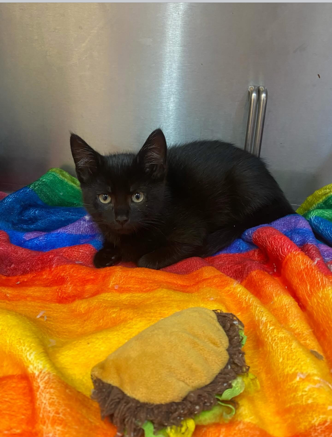 Local RFS Heroes Rescue Kitten from Engine