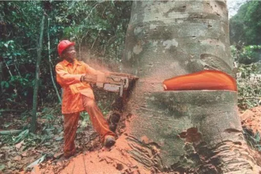 Hawkesbury tradies & homeowners are being sold rainforest timber at Bunnings