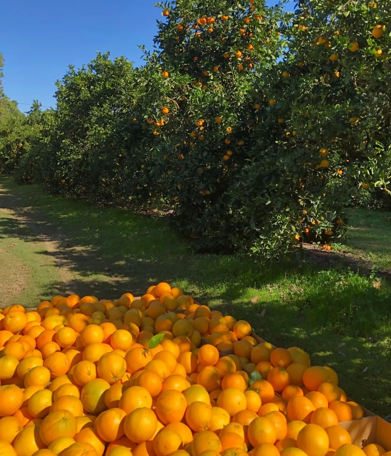 Savouring the Seasons: Preserving the Hawkesbury Way