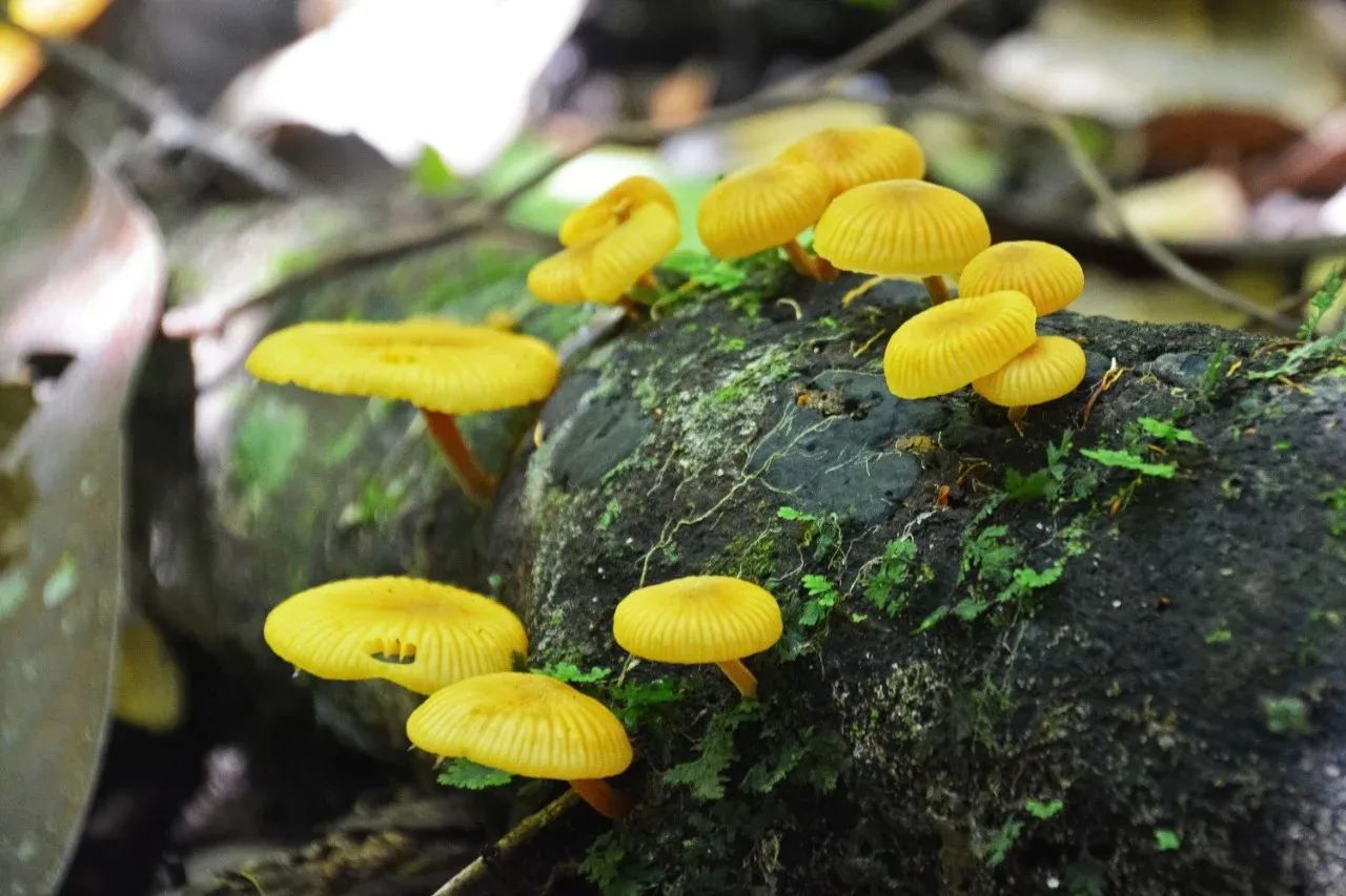Hidden Life Beneath Our Feet