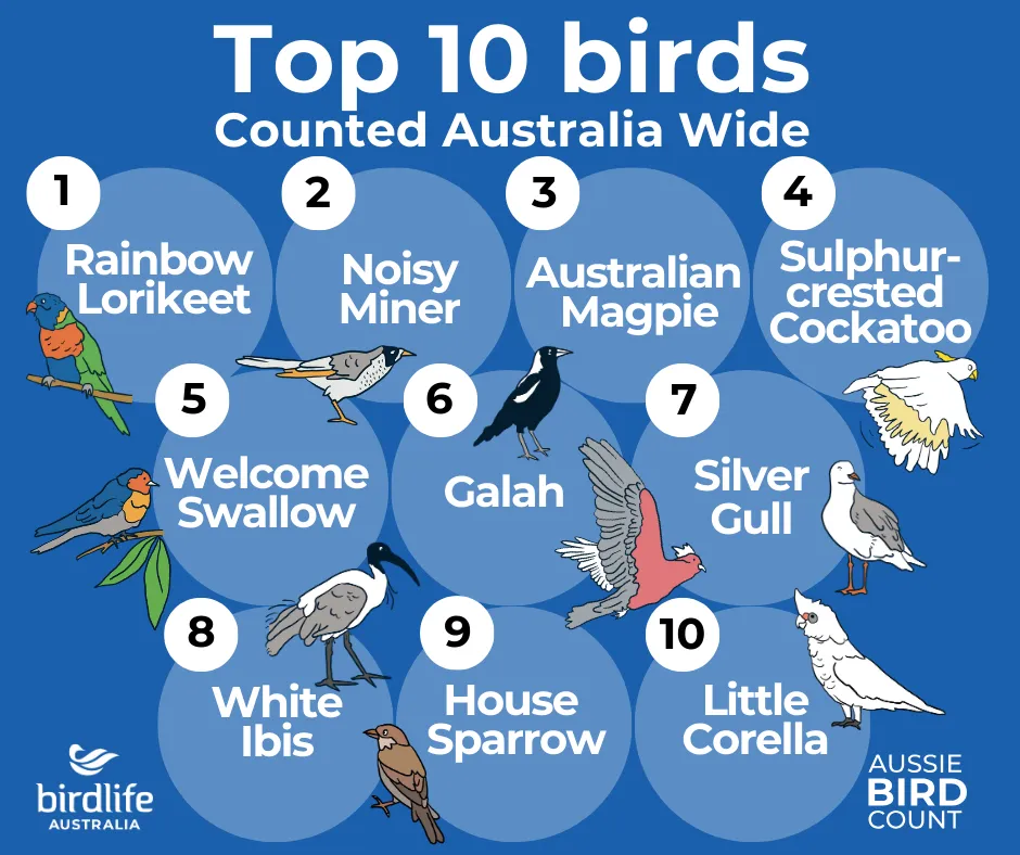Join the Great Aussie Bird Count