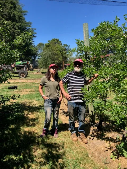 Strange Happenings for Orchardists across the Hawkesbury