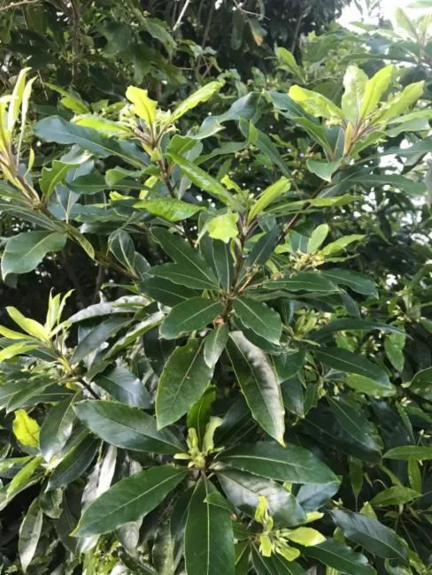 Is Our Native Pittosporum a Weed in the Hawkesbury?
