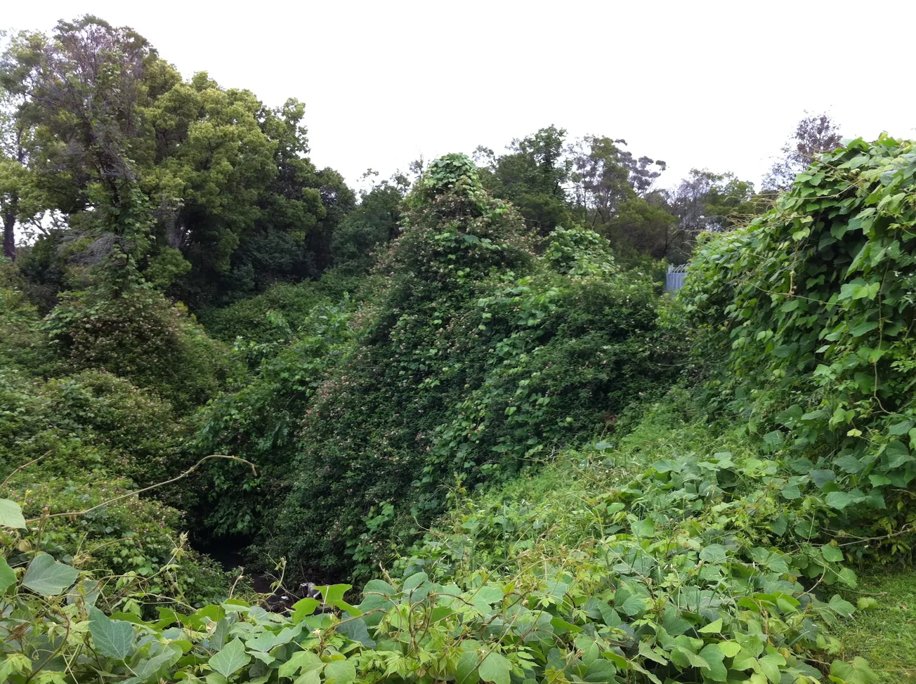 The Changing Environment of Weeds in the Hawkesbury