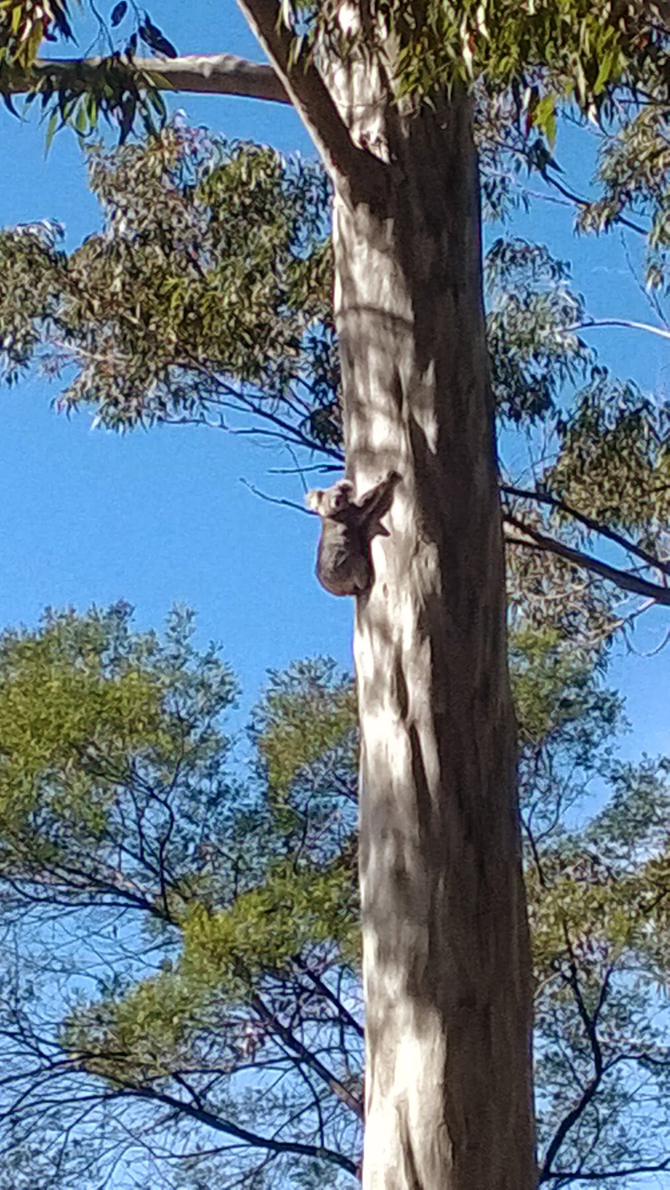 Koala Mating Season in the Hawkesbury