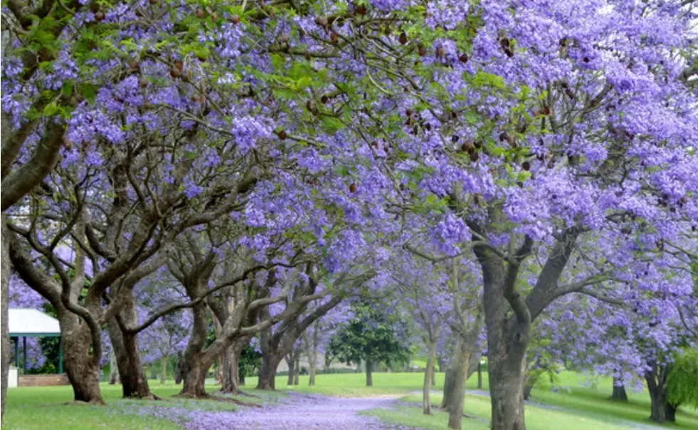 Hawkesbury’s Glorious Purple Spring Blooms