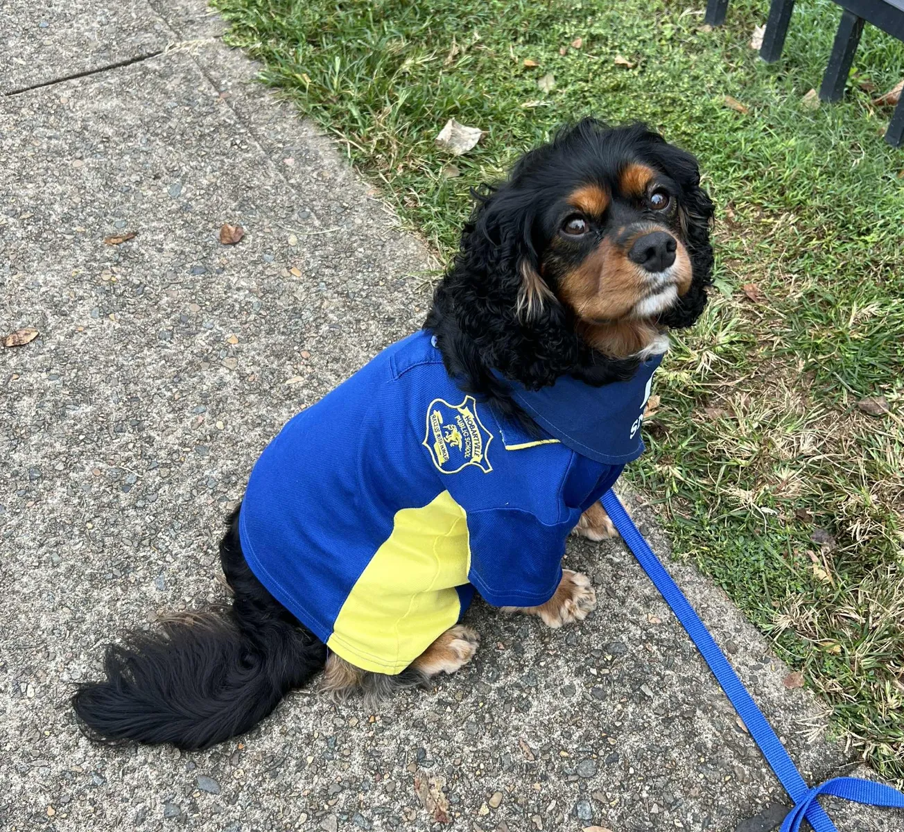 Hobartville Hound Wins Hearts