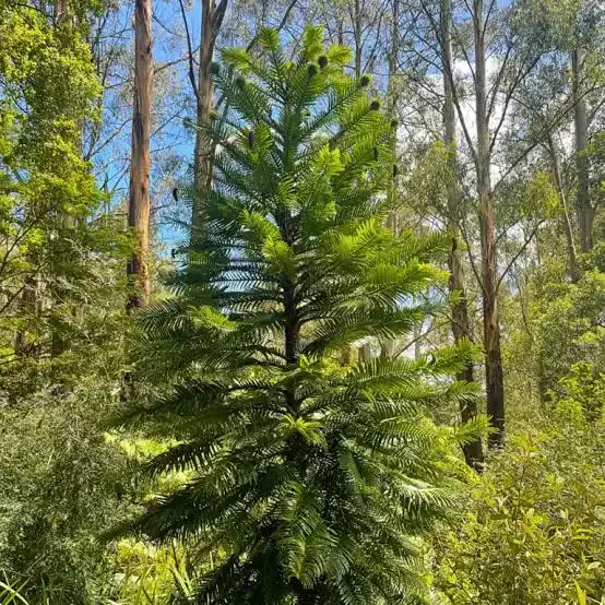 The Wollemi Pine and its Small Southern Family