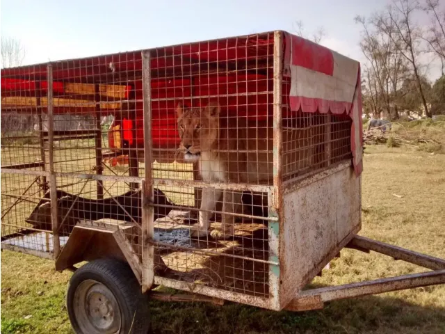 Two Rescued Lion Cubs Await Urgent Relocation After Wildlife Trafficking Rescue