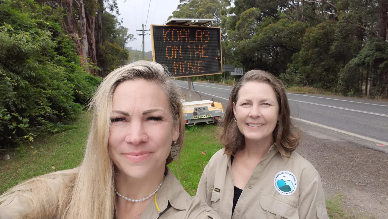 Light the Way for Koala Safety