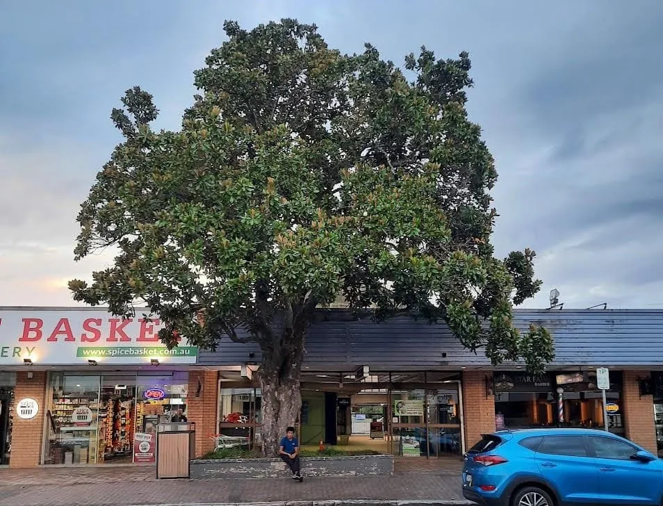 The Magnolia Tree at Magnolia Mall Richmond