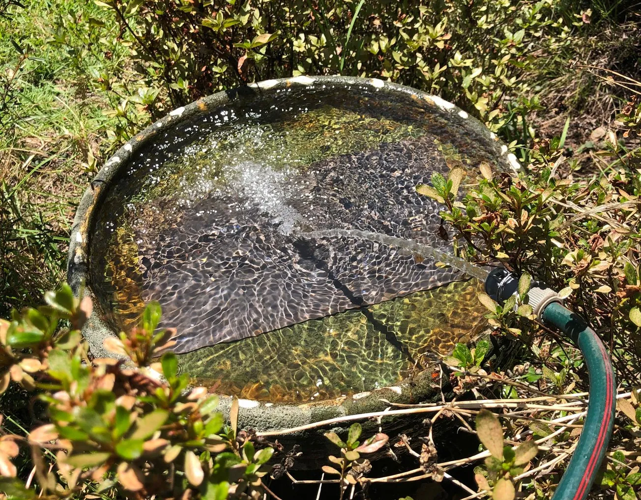 Helping Wildlife During Heatwaves