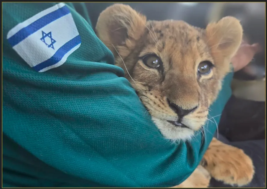 Two Rescued Lion Cubs Await Urgent Relocation After Wildlife Trafficking Rescue