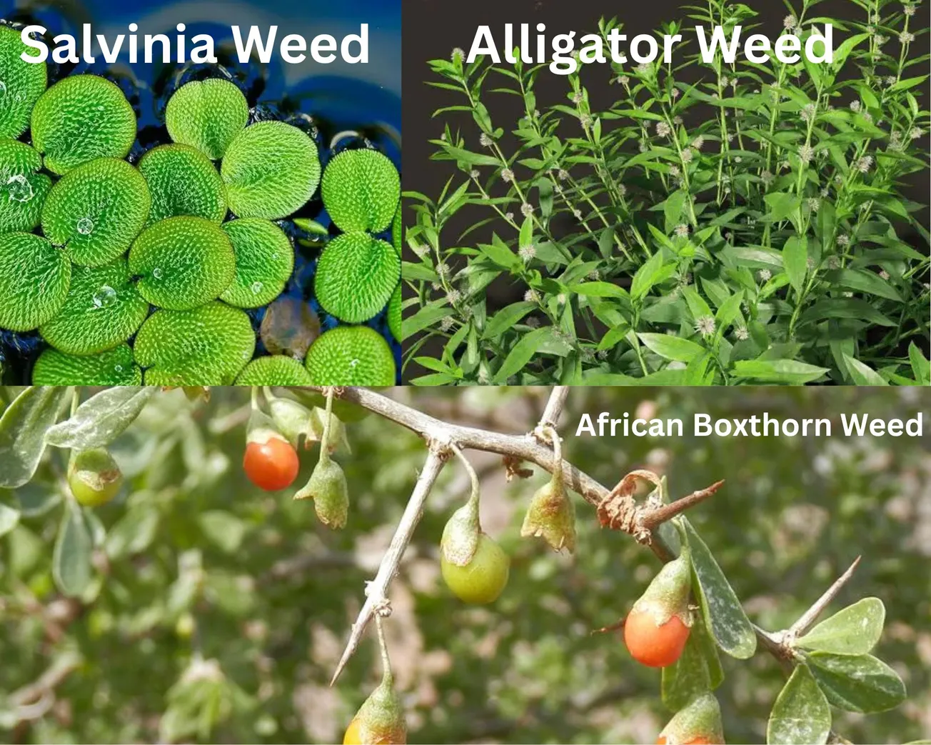 Protecting the Hawkesbury: The Fight Against Invasive Weeds