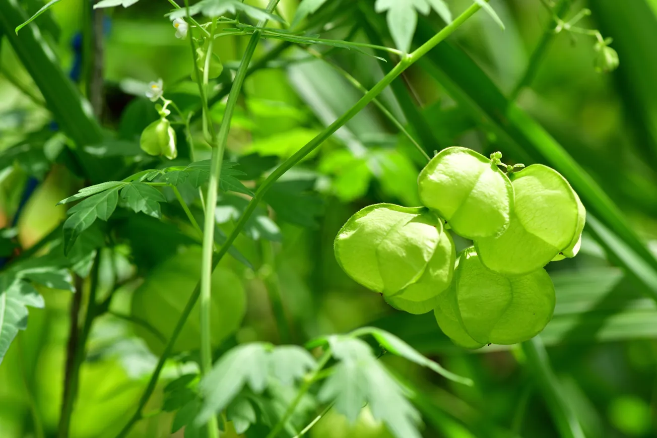 Battle Against Balloon Weed Continues Along Hawkesbury River